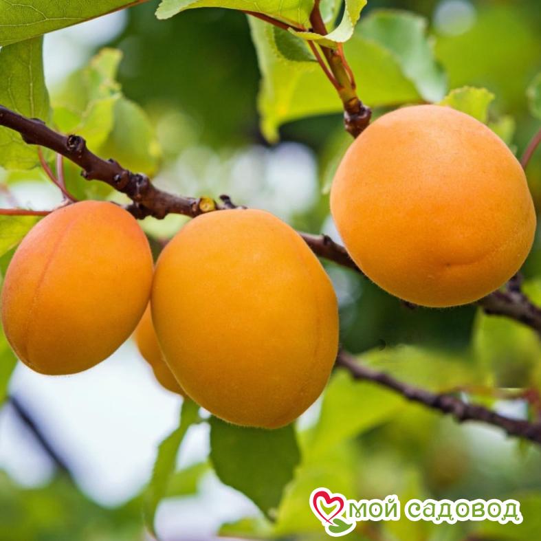 Абрикос Дима