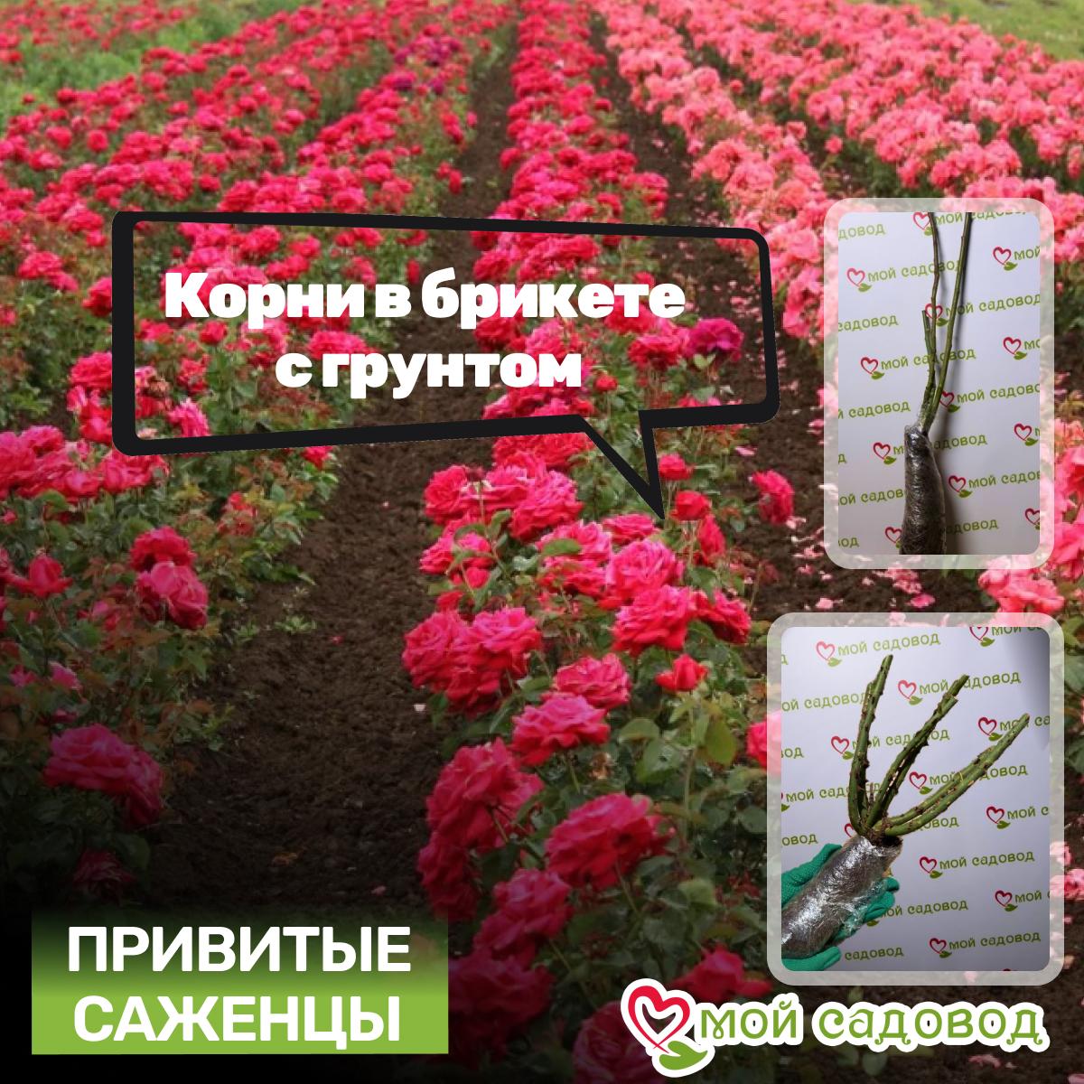 Роза Гран При