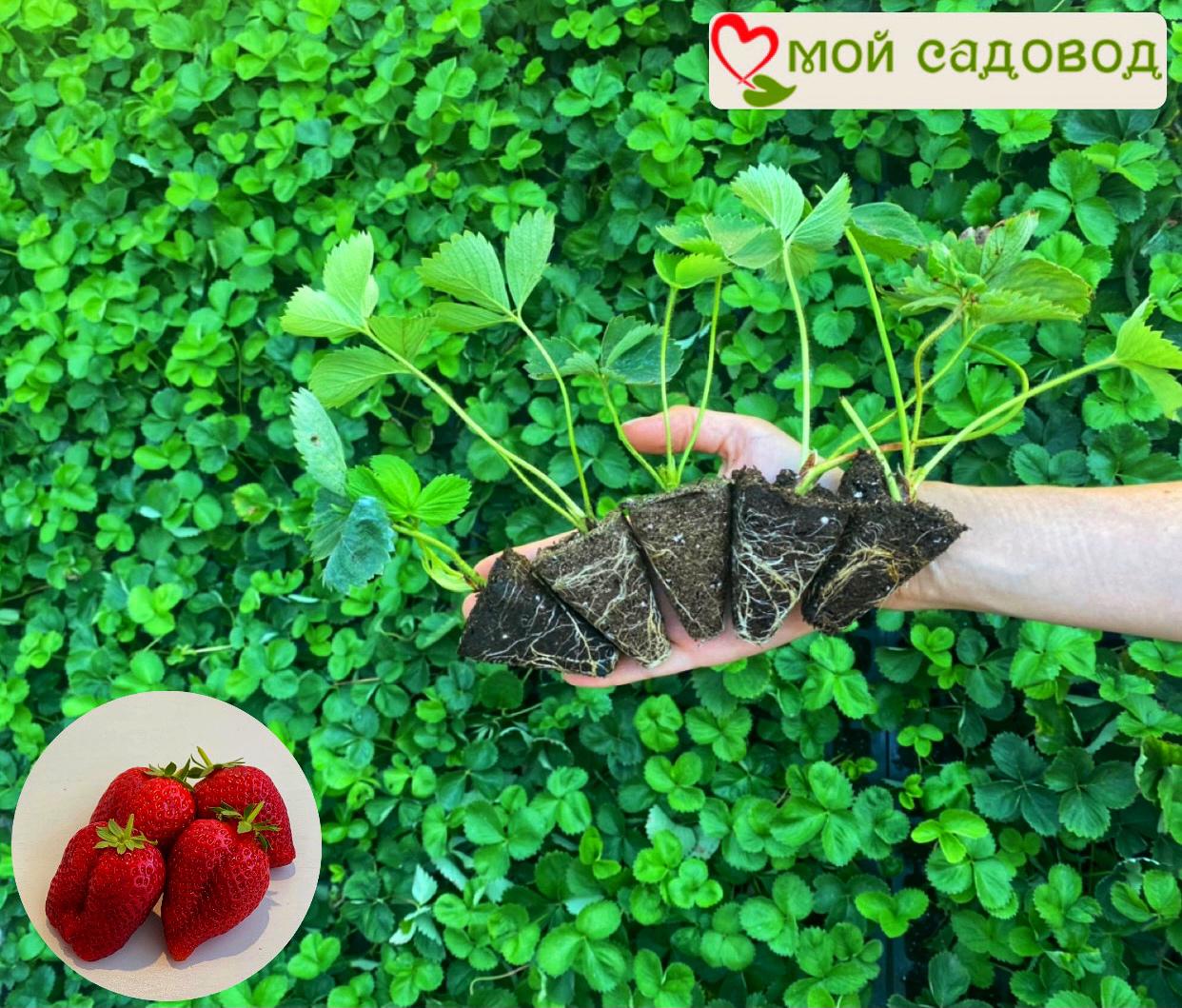 Клубника Амулет