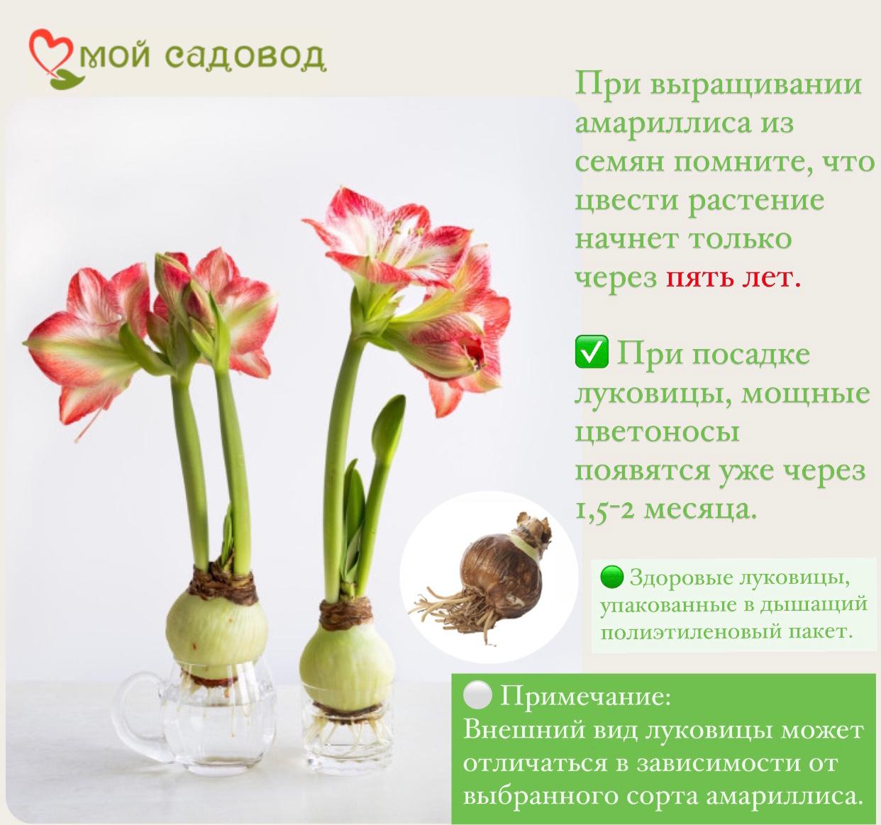 АМАРИЛЛИС ЭСТЕЛЛА