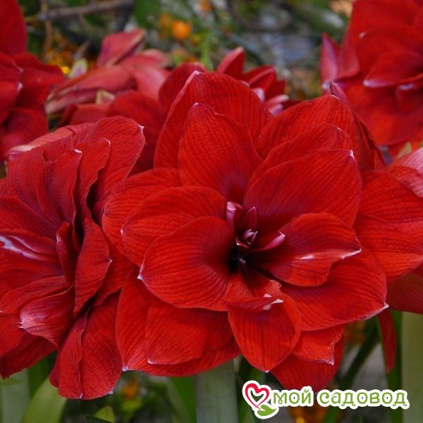 АМАРИЛЛИС ДАБЛ ДРАКОН