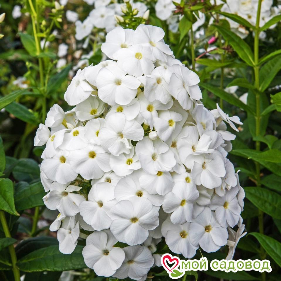 ФЛОКС МЕТЕЛЬЧАТЫЙ БЕЛОСНЕЖКА