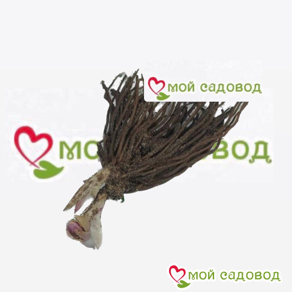 Хоста Кримэн Дрим